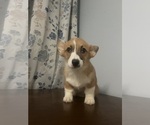 Small #24 Pembroke Welsh Corgi