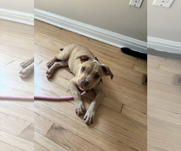 Medium Photo #6 Mutt Puppy For Sale in Rockaway, NJ, USA