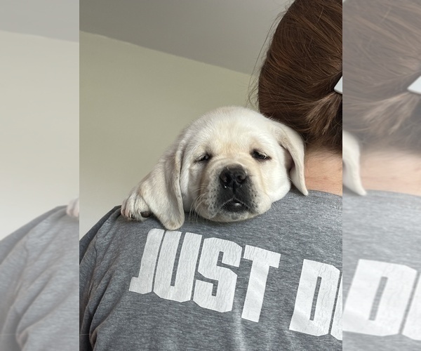 Medium Photo #17 Labrador Retriever Puppy For Sale in BLANCHESTER, OH, USA