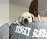 Small #16 Labrador Retriever
