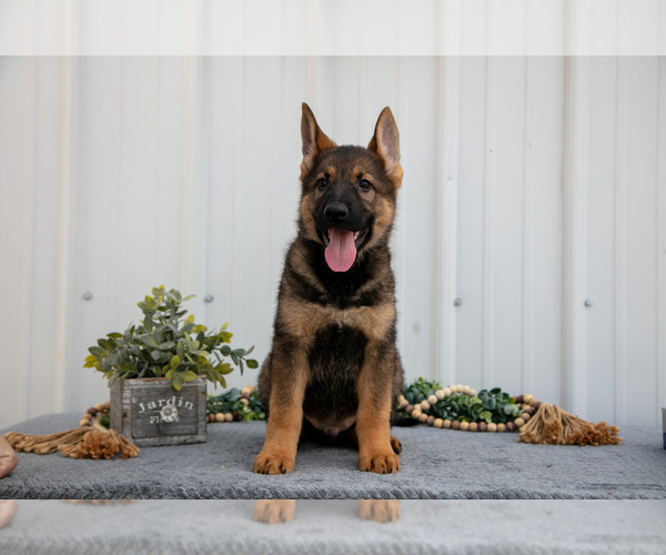 Medium Photo #4 German Shepherd Dog Puppy For Sale in SHIPSHEWANA, IN, USA