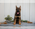 Small #3 German Shepherd Dog