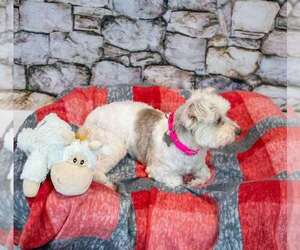 Virginia - Female Poochon Dog for Adoption - Photo #3