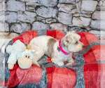 Small Photo #3 Poochon Puppy For Sale in Kennesaw, GA, USA