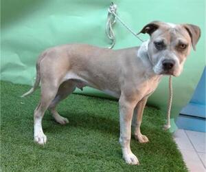 American Pit Bull Terrier Dogs for adoption in Downey, CA, USA