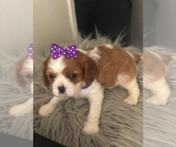 Medium Photo #5 Cavalier King Charles Spaniel Puppy For Sale in RIVERSIDE, CA, USA