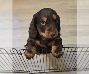 Medium Dachshund