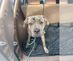 Small Mastiff Mix