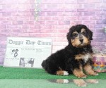 Small Photo #5 Bernedoodle Puppy For Sale in BEL AIR, MD, USA