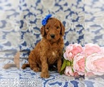 Small Photo #2 Goldendoodle Puppy For Sale in CHRISTIANA, PA, USA