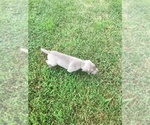 Small Photo #6 Weimaraner Puppy For Sale in LEWISTOWN, IL, USA