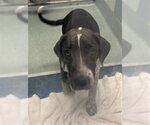Small Labrador Retriever Mix
