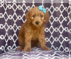 Golden Retriever-Goldendoodle Mix Puppy for sale in LAKELAND, FL, USA