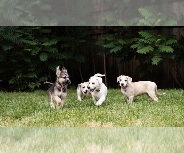 Medium Photo #2 Mutt Puppy For Sale in Plymouth, MN, USA