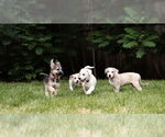 Small #1 Mutt