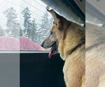 Small #5 German Shepherd Dog Mix