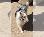 Small #2 Shetland Sheepdog