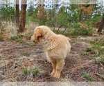 Small Photo #10 Golden Retriever Puppy For Sale in PEYTON, CO, USA