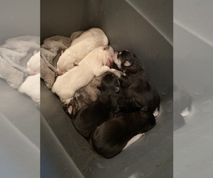 Labrador Retriever-Siberian Husky Mix Puppy for sale in MACOMB, MO, USA