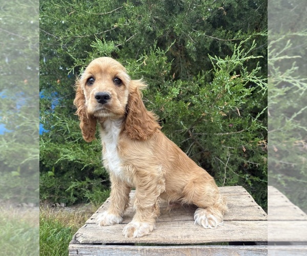 Medium Photo #4 Cocker Spaniel Puppy For Sale in MIDDLEBURY, IN, USA
