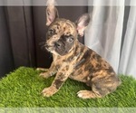 Small #1 French Bulldog