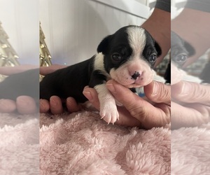 Boston Terrier Puppy for sale in CHARLOTTESVILLE, VA, USA