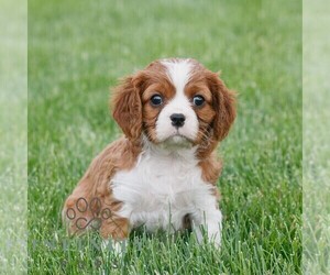 Cavalier King Charles Spaniel Puppy for sale in NARVON, PA, USA