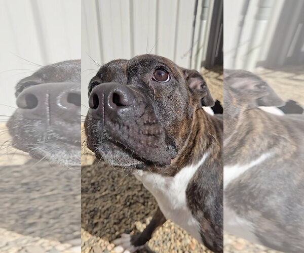 Medium Photo #2 Boxer-Unknown Mix Puppy For Sale in Estherville, IA, USA