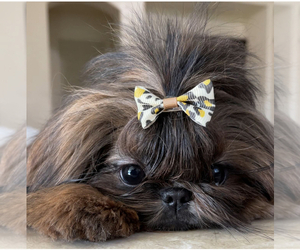 Shih Tzu Puppy for sale in TAYLOR, MI, USA