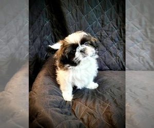 Shih Tzu Dog for Adoption in SARASOTA, Florida USA