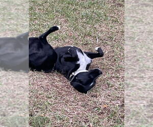 Ozzie - Male Borador Dog for Adoption - Photo #6