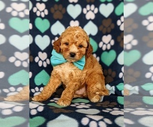 Goldendoodle (Miniature) Puppy for sale in KIRKWOOD, PA, USA