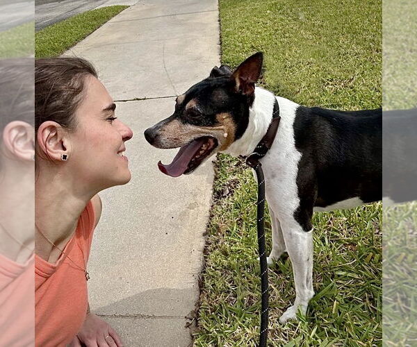 Medium Photo #19 Rat Terrier Puppy For Sale in Atlanta, GA, USA