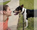 Small #18 Rat Terrier