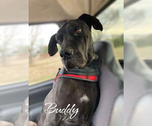 Great Dane Dogs for adoption in Bullard, TX, USA