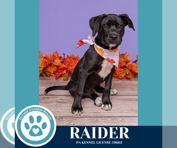 Medium Photo #3 Labrador Retriever-Unknown Mix Puppy For Sale in Kimberton, PA, USA