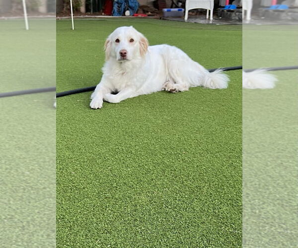 Medium Photo #1 Golden Retriever-Unknown Mix Puppy For Sale in Dana Point, CA, USA