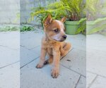Small Photo #4 Mutt Puppy For Sale in Studio City, CA, USA