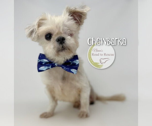 Medium Photo #1 Shih Tzu Puppy For Sale in Benton, LA, USA