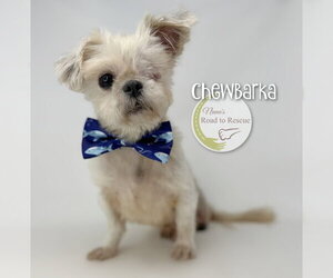 Shih Tzu Dogs for adoption in Benton, LA, USA