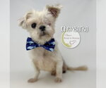 Small Shih Tzu