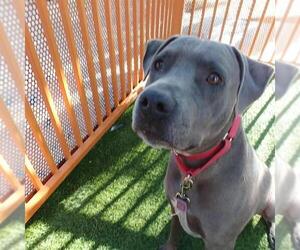 PRINCE - Male Mutt Dog for Adoption - Photo #2