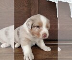 Small Photo #3 Australian Shepherd Puppy For Sale in JEROMESVILLE, OH, USA