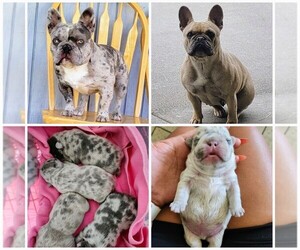 French Bulldog Puppy for sale in PASCO, WA, USA