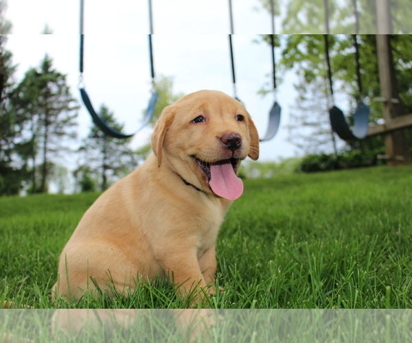 Medium Photo #1 Labrador Retriever Puppy For Sale in FRYSTOWN, PA, USA