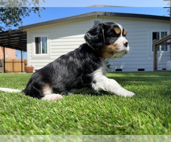 Medium Photo #10 Cavalier King Charles Spaniel Puppy For Sale in SANTA ROSA, CA, USA