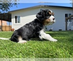 Small Photo #10 Cavalier King Charles Spaniel Puppy For Sale in SANTA ROSA, CA, USA