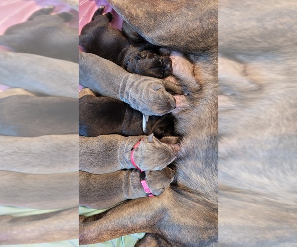 Medium Photo #2 Cane Corso Puppy For Sale in EVANSVILLE, IN, USA