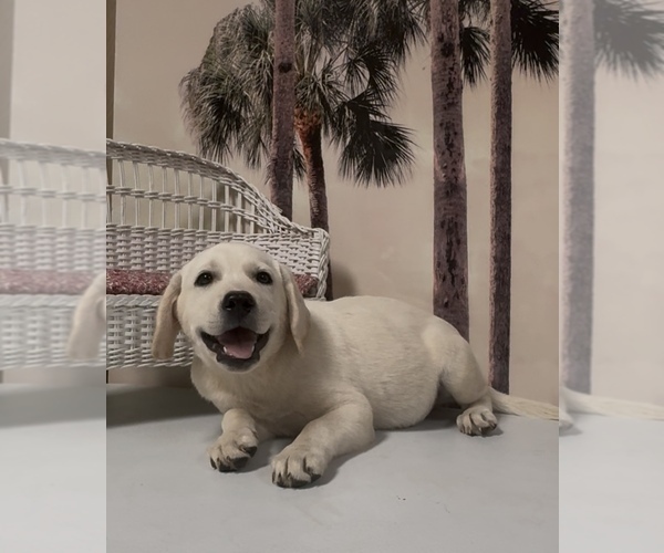 Medium Photo #5 Labrador Retriever Puppy For Sale in SPRINGFIELD, MO, USA