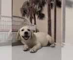 Small #4 Labrador Retriever